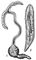 Bonellia viridis: 1 � ����� (<sup>1</sup>/<sub>3</sub> ����������� ��������); 2 � ����� (��������� � 30 ���). ��������.