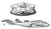 ����������� (Bothriolepis canadensis, �������������): 1 � ��� �������; 2 � ��� �����. �����������.