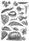 ���. 3. ���������� ��������: 1 � ��������� ������� Glaucus marginatus; 2 � ��������� ������� Janthina fragilis (����� � ��������� � �������� ���������); 3 � ������� ������� ����� (Arion empiricorum); 4 � �������� (Murex brandaris); 5 � ��������� ���������� ������� Creseis virgula; 6 � ������ (Monetaria moneta); 7 � ������� ������ (Cepaea nemoralis); 8 � �������� (Murex inflatus); 9 � ������������ ������� (Vermetus lumbricalis); 10 � ����������� ������ (Helix pomatia); 11 � Aeolis papillosa; 12 � ������� (Planorbarius corneus); 13 � Fissurella maxima; 14 � ������ (Purpura lapillus); 15 � �������� (Lymnea stagnalis); 16 � ������� � ��������� �������� (Conus imperialis); 17 � ������� ���� (Aplysia depilans). ���������� ��������.