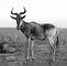 ����� Alcelaphus buselaphus. ������.