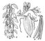 ������ (Vanilla planifolia): � � ����� ���; � � �������� �����; � � �����. ������.