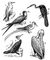 ���������� �����: 1 � ����� (Sula bassana); 2 � ��������� (Anhinga anhinga); 3 � ������ (Fregata aquila); 4 � ������ (Phaethon aethereus); 5 � ������� ������; 6 � ������� �������. ���������� �����.
