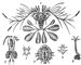 ���������� �����: 1 � Calanus pavo; 2 �Cyclops strenuus, ����� (������ ������ � ����� �����, ������������ � ������������ �����); 3 � ������� (��������) Cyclops tenuicornis; 4 � Argulus foliaceus; 5 � ������� (��������) Lernaeocera cyprinacea; 6 � �������������� ����� Lernaeocera cyprinacea, �����. ���������� �����.