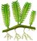 ������ ���������. �������� (Caulerpa). ���������.