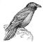 Ворон (Corvus corax). Ворон (птица сем. вороновых).