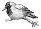 Ворона (Corvus corone). Ворона (птица сем. вороновых).