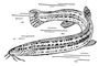 ���� Misgurnus fossilis. �����.