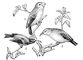 ��������� ����������: 1 � Chloridops Kona; 2 � Vestiaria coccinea; 3 � Chlorodrepanis virens. ��������� ����������.