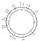 ���. 2. ������������ ����� ��������� �������� ������� (Escherichia coli � 12). ����� �������� ����� (� ���), ����������� ��� �������� � ������-��������� ������������ �������, �������������� ��������� ���� �����������, � ����� ������������ � ������������� � � ���� �<sub>6</sub>; ��� ����� ������������� ���������� ����� ������. �����������: ade � ������; his � ��������; try � ���������; gal � ���������; lac � �������: pro � ������; leu � ������; tre � �������; met � ��������; arg � �������; mt � ������; ��l � �������; mal � ��������; ser � �����; gly � ������; str � �<sub>6</sub> � ������������ � ������������� ��� ���� T<sub>6</sub>. ������������ ����� ��������.