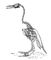 Гесперорнис (Hesperornis regalis). Гесперорнисы.