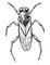������ Notonecta glauca. �������.