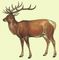 Характерный представитель фауны Голарктической области. Настоящий олень. Голарктическая область.