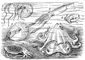 Головоногие моллюски: 1 — аргонавт (Argonauta argo); 2 — кальмар (Ommastrephes sloanei pacificus); 3 — ботик (Nautilus pompolius); 4 — россия (Rossia pacifica); 5 — каракатица (Sepiella japonica); 6 — осьминог (Octopus gilbertianus). Головоногие моллюски.