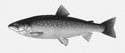 ����� (Salvelinus alpinus). ������ (��� ���).