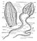 Гребневики: 1 — Beroё ovata; 2 — Cydippe. Гребневики.