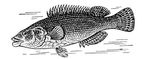 ����� Ctenolabrus rupestris. ������.