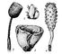 ���. 1. ������������� �������� ����� �����: 1 � ����������� ����� � Leucandra sp., 2 � ������������ � Hyalonema sieboldti, 3 � ������������� � Stelletta validissima, 4 � ������������� � Chondrocladia gigantea. �����.
