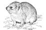 ����� Procavia capensis. ������.