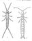 ����������: 1 � Campodea staphylinus; 2 � Japyx ghilarovi. ����������.