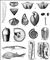 ����������� ���������� ��������� ���������: 1 � Monograptus uniformis; 2 � Calceola sandalina; 3 � Cyrtospifer disjunctis; 4 � Sieberella sieberi; 5 � Uncites gryphus; 6 � Stringocephalus burtini; 7 � Buchiola retrostriata; 8 � Tentaculites tenuicinctlis; 9 � Pachtoceras sulcatulum; 10 � Manticoceras intumescens; 11 � Oxyclymenia undulata; 12 � Proetus bohemicus; 13 � Pteraspis rostrata; 14 � Pterichtys milleri; 15 � Psilophyton princeps; 16 � Archaeopteris Roemeriana (���. 1 � ��������). ��������� ������� (������).