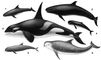��������: 1 � ���������� ������� (Feresa attenuata); 2 � ����� ������� (Pseudorca crassidens); 3 � ������� (Orcinus orca); 4 � ������������ ������� (Orcella brevirostris); 5 � ��������� ������� (Peponocephala electra); 6 � ����� ������� (Grampus griseus). ��������.
