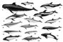 ��������: 1 � ������ ������ (Globicephalus melas); 2 � ������� ���������� (Cephalorhynchus commersoni); 3 � ��������� ������� (Lagenorhynchus acutus); 4 � ���������� ������� (Lagenorhynchus albirostris); 5 � ������������� �������������� ������� (Lagenorhynchus obliquidens); 6 � ��������� ���������� (Stenella caeruleoalbus); 7 � ��������� ���������� (Stenella dubia); 8 � ���������� ���������� (Stenella longirostris); 9 � ��������� ���������� (Stenella pernettyi); 10 � �������� ���������� ������� (Lissodelphis borealis); 11 � ����� ���������� ������� (Lissodelphis peroni); 12 � ������� ������� ������ (Neomeris phocaenoides); 13 � �������� ���������� ������ (Phocaenoides dalli); 14 � ����� ���������� ������ (Phocaenoides truei); 15 � ��������������� ������� (Steno bredanensis). ��������.