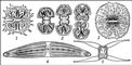 ����������� ���������: 1 � Xanthidium; 2 � Cosmarium (��� ���������������� ������ ������� ������); 3 � Micrasterias; 4 � Closterium; 5 � Closterium (����������� ������). ����������� ���������.
