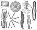 ���������� ���������: 1 � Ethmodiscus gazellae; 2 � Planktoniella sol; 3 � Corethron valdiviae; 4 � Pinularia viridis; 5 � Surirella saxonica (����������� ���������); 6 � Asterionella gracillima; 7 � Pleurosigma attenuatum; 8 � Didymosphenia geminata. ���������� ���������.
