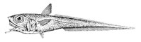 Северный длиннохвост (Macrourus berglax). Длиннохвосты.