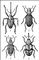 �����������: 1 � �������� (Curculio glandium); 2 � ��������� ������������ (Sitona lineatus); 3 � ������������ (Bothynoderes punctiventris); 4 � ��������� ������� (Anthonomus pomorum). �����������.