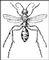 �������� ��� Priocnemis brachypterus. �������� ���.