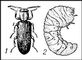 ��������� Lyctus suturalis: 1 � ���; 2 � �������. ����������.