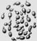 ������ ���� Saccharomyces. ������.