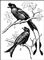 ������: 1 � Dicrurus paradiseus; 2 � Dicrurus macrocercus. ������.