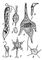 ���������� (�����): 1 � �������; 2 � ����������; 3 � ���������; 4 � Ceratium; 5 � �����������; 6 � �������������; 7 � Codonosiga; 8 � Multicilia. ����������.
