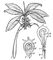 ���. 1. ��������� ��������� ����� �������� (Rhizophora mucronata): 1 � ����� � ��������, ������� � �����������; 2 � ���������� ������ �����, � ������� ����� ������������� ���������; 3 � ��������� ��������� �� ������������ ��������: � � ������������; � � ��������; � � �������������� ������; � � ������� ���������. ����������� ��������.