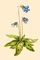 ������������� ��������. ������� ������������ (Pinguicula vulgaris). �������.