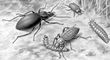 ��������: 1 � ������ (Carabus coriaceus); 2 � ������� (Zabrus tenebrioides); 3 � ������� �������; 4 � ��������� (Carabus granulatus). ��������.