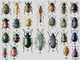 1. ����������� ������������ ��� (Leptinotarsa decemlineata) � ���. �������, ������ � ���. ������. ���������� ��������� ���������. 2. �������� �������� (Prionus komarovi) � ��. ����. �����. 3. ������� ���, ������ (Anisoplia austriaca) � ���-����. ������ (����� � ���������). ��������� ������. 4. �������������� ������� (Necydalis major) � ������, ���� (������). 5. �������� �������������� (Xylodrepa quadripunctata) � ������, ���� (���. ������). 6. �������� ������� ������������������ (Plagionotus arcuatus) � ������, �������� ����, ���. ������. ��������� ����. 7. ������� �������� (Sphaeridium scarabaeoides) � ������, ���., ��. � �������� ����. 8. ������ �������� (Aphodius fimetarius) � ������, ���������. ����, ���. ������. 9. ����� (Epicometis hirta) � ��. ������. ��������� ������ �������� ��������. 10. ��������� ������������ (Cassida nebulosa) � ������, ���������. ����, ���. ������. ��������� �����. 11. �������� ��� (Anthrenus museorum) � ������, ���� (������). ��������� ����� ��������. ��������� � ���������. 12. �������� ������������ (Trichius fasciatus) � ������. 13. ������ �������� (Opatrum sabulosum) � ������, ���� (������, ��. ����). ��������� ������� � �������. 14. ������� ���������� (Chrysomela fastuosa) � ������, ���. ����. 15. ������� �������� (Diaperis boleti) � ������, ���� (������). 16. �������� ������� (Calosoma sycophanta) � ��. � ��. ������, ���� (���. ������, �������� � ��. ����), ���. ������. ����������� ������� ������ �������. 17. ������ ��������� (Julodis variolaris) � ��. ����. 18. �������� ������������� (Carabus clathratus) � ������, ���������. ����. 19. ����������� (Anisoplia agricola) � ��. � ��. ������, ���� (���-���. ������). ��������� ������. 20. ������� �������� (Agelastica aini) � ������, ���� (���. ������). ��������� �����. 21. ������ ����������� (Staphylimis caesareus) � ������, �������� ����, ���. �������. 22. ������� ��������� (Melasoma populi) � ������, ���������, ����, ���. ������. ��������� ����� � ������. 23. �������� ����� (Platypsyllus castoris) � ������ (� ������������), ���. �������. ������������ �� ������ �����. 24. ������� (Rhynchites bacchus) � ��. � ��. ������, ��. ����, ���. ������ (�����). ��������� �������� ��������. ����.