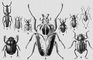 1. �������� ����������������� (Amorphocephalus coronatus) � ��. ������, �. ����. 2. ������ �������� (Cossyphus tauricus) � ���-����. ������, �������� ����. 3. ���������� ���������� (Rhipiphorus subdipterus) � ��. ������. 4. �������� ����������, �������� ������� (Anthonomus pomorum) � ������, ����. ����. ��������� ������� ������, �����. 5. �������� ������ (Omophlus proteus) � ���-����. ������, �. ����. 6. �������� ���������� (Loptodirus hohenwarti) � ������ (������ ���������). 7. �������� ��������� (Scarabaeus sacer) � ��. ������, �������� � ��. ����, ���. ������. 8. ������ ����������� (Goliathus regius) � ������. ������. 9. ���������� ������������ (Sternodes caspius) � ��. ���� (�������). ����.