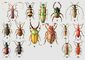 1. ���� ��������� (Paromoerocerus barbicornis) � ������� (��������). 2. �������� ��������� (Mylabris floralis) � ��. ������, ��. � �. ����, ���. ������. 3. ������ ��������� (Chrysochroa ocellata) � ������. ����. 4. �������� ��������� (Onitis humerosus) � ���-����. ������, �. ����. 5. ���� ������ �������� (Monochamus galloprovincialis pistor) � ������, ���� (������). ��������� �����. 6. ������� �������� (Otiorrhynchus turca) � ������ [���.-���. ������ (�������������� �-�)], �. ����. ��������� ��������� � �������� ��������. 7. ������� ����� (Pselaphus heisei) � ������. 8. ����� ��������� (Neolamprima adolphinae) � ����� ������. �����. 9. ���� ������, ��� ��������� (Polyphylla fullo) � ��. � ��. ������. ��������� ��������� �����. �����. 10. ������� ������������ (Metoecus paradoxus) � ������. ������� � ������� ������ ��. 11. �������� ��������������� (Eremoxenus chan) � ��. ����. 12. ������� ������������� (Agonum sexpunctatum) � ������, ���� (������, �. ����). 13. ��������-������� (Dorcadion holosericeum) � �����. ����� ���� (����� � ���������). 14. ��������� �������������� (Pogonocerus thoracicus) � ������ (������). 15. ����������� ������� (Cucujus cinnabarinus) � ������. ����.