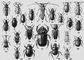 1. �������� ������������ (Aleochara bipustulata) � ������, �������������� ����, ������, ���. ������� (���). 2. ������� ������������ (Arrhaphipterus shelkovnikovi) � ������ (������). 3. ��������� ������� (Stegobium paniceum) � ����������. ��������� ������� � ������ ���������, ���������� �������. 4. ������ ������������� (Epicauta erythrocephala) � ���-����. ������, ��. ����. 5. ������ ������� ��������, ������� ������ �������� (Blastophagus piniperda) � ������, ���. � ����. ����. ��������� �����. 6. �������� ���������� (Gyrinus natator) � ������, ��. � �. ����, ���. ������. 7. ��������� ��������, ������� �������� (Meligethes aeneus) � ������, �������������� ����, ���. ������, ���. �������. ��������� ������� �������������. 8. ������ ������ (Tenebrio molitor) � ����������. ��������� �����, ����, ������� �������. 9. ������� ������� �������� (Saperda carcharias) � ������, ���� (������). ��������� ������ � �����. 10. ������� ��������� (Sinodendron cylindricum) � ������. �����. 11. �������� ��������� (Crioceris asparagi) � ��. � ��. ������, �. ����, ���. ������, ���. �������. ��������� ������. 12. ������ ������ (Platambus maculatus) � ������, ���� (������, �. ����). 13. ��������� ������� (Anobium pertinax) � ������, ���� (������). ��������� ���������� ��������. 14. ��������� ������������� (Apoderus longiceps) � ���� (�. ������). 15. ��������� ������������ (Mordella fasciata) � ������, ���� (������). 16. ����������� ������ (Capnodis tenebrionis) � ��. � ��. ������, ��. � �������� ����, ���. ������. ��������� �������� ��������. 17. ���-������� (Oryctes nasicornis) � ������. �����. 18. ������ ��������� (Alaus pareyssii) � ����. ���������������. 19. �������� ������� (Rhampholyssa steveni) � ��. ����. 20. ��������� ������������ (Byrrhus pilula) � ������, ���� (������). 21. ����� ����������� (Rhysodes sulcatus) � ��. � ��. ������, ���� (���. ������, �. ����). 22. �������� ������������ (Geotrupes stercorarius) � ������, �������� ����. 23. ������� ������� (Lethrus apterus) � ���-����. ������. ��������� ������� �������. �����. 24. ������������� ����������� (Oedemera flavescens) � ������. ����.