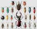 1. ��������� ��������� (Saprinus maculatus) � ��. ������, ��. � �. ����. 2. ��������� ������� (Omosita depressa) � ������, ���. ����. 3. ������ �������� (Anthaxia cichorii) � ��. � ��. ������, ��. ���� (���������), �������� ����. ��������� �������� ���������� ��������. 4. �������� ��������� ����� (Lytta vesicatoria) � ������, ���� (������). ���������� ���������� ������� � ����������. 5. ��������� ������� (Donacia aquatica) � ������, ���� (������). 6. ������� ��������� (Amaurodes passerinii) � ������. ������. �����. 7. ������ �������� (Agriotes lineatiis) � ������, ���� (���. ������, �. ����). ������� (������������ ������) � ��������� ������� �������. 8. ������ �������������� (Ancylocheira octoguttata) � ������, ���� (���. ������). 9. ������ �������� (Elater sanguinolentus) � ������, ���� (������). 10. ������� ��������������� (Exochomus quadripustulatus) � ������, ���� (������), ���, ������. 11. �������� ��� (Byturus tomentosus) � ������, ���� (������). ��������� ������. 12. ������� ������ (Malachius aeneus) � ������, ���� (���. ������), ���. ������� (���). 13. ���������� ����������� (Cantharis rustica) � ������. 14. ���������� ��������, ��� ����������� (Agrilus biguttatus) � ������, ���. ������. ��������� ����. 15. �����������-��� (Ptinus fur) � ������, ���. � �. ����, ���. �������. ��������� ������� ��������� (�� �������). �����. 16. ������� �������� ������ (Hylobius abietis) � ������, ���. ����. ��������� �����. 17. ������� ����������� (Lixus paraplecticus) � ������, �������� ����. 18. ������� ���������� (Thanasimus formicarius) � ������, ���. ����. 19. ���-����� (Lucanus cervus) � ��. � ��. ������. �����. 20. ������� �������� (Trichodes apiarius) � ������, �. ����. 21. �������� ��������� (Brenthes caudatus) � ��. �������. 22. ���������� ������������ (Bothynoderes punctiventris) � ��. � ��. ������ (����� � ���������), ���� (���-���. ������). ��������� �������� �����. ����.