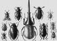 1. ������������� ������������ (Acrotrichis grandicollis) � ������, ���������. ����, ���. ������. 2. ��������� ���������� (Necrophorus germanicus) � ������. 3. �������� ����������� (Macrodytes marginalis) � ������, ���������. ����, ���. ������. ������ ���� � ������. �����. 4. �������� �������� (Curculio nucum) � ������. ��������� ������ ������ � �������. 5. �������� ����������� (Acilius sulcatus) � ������, ���� (���. ������). �����. 6. ������-������ (Onthophagus vacca) � ������, �������� ����, ���. ������. 7. ������� ������� ������ (Hydrous piceus) � ������, �������� � ��. ����, ���. ������. 8. ���-�������� (Dynastes hercules) � ����������� ��. �������. �����. 9. ������ ���������� (Blaps gigantea) � ��. ����. 10. �������� ������� (Hylotrupes bajulus) � ������, ���� (������, �������� ����), ���. ������. ��������� ���������� ��������. 11. �������� ����������� (Thanatophilus rugosus) � ������, ���������. ����. ����.