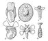 ������������� ��������: 1 � Scaphander lignarius; 2 � Limacina helicina; 3 � Umbraculum mediterraneum; 4 � Lobiger serradifalci; 5 � Clione limacina; 6 � Hedylopsis spiculifera. ������������� ��������.