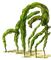 ������ ���������. ����������� (Entheromorpha). ������ ���������.