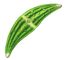 ������ ���������. ���������� (Closterium). ������ ���������.