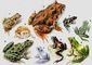 �����������. 1 � ���������� (Pelobates fuscus); 2 � ������� (Ceratophrys cornuta); 3 � ���������� ������ (Atelopus varius); 4 � ������������� ������������ (Atelopus cruciger); 5 � ��������������� ������� (Breviceps adspersus); 6 � ������������ ������� (Rana pipiens); 7 � ����������� ������� (Rana terrestris), ����� � ������� ������, 8 � �� �� � ������� ������; 9 � ������ ������� (Rana esculenta). �����������.