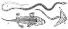 ���. 4. ������� �������� �����������: 1 � Ophiderpeton; 2 � Metoposaurus; 3 � Diplocaulus. �����������.