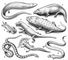 ���. 5. �������� �����������: 1 � Eogyrinus; 2 � Eryops; 3 � Gerrothorax; 4 � Seymouria; 5 � Metoposaurus; 6 � Ophiderpeton; 7 � Diplocaulus; 8 � Cardiocephalus. �����������.